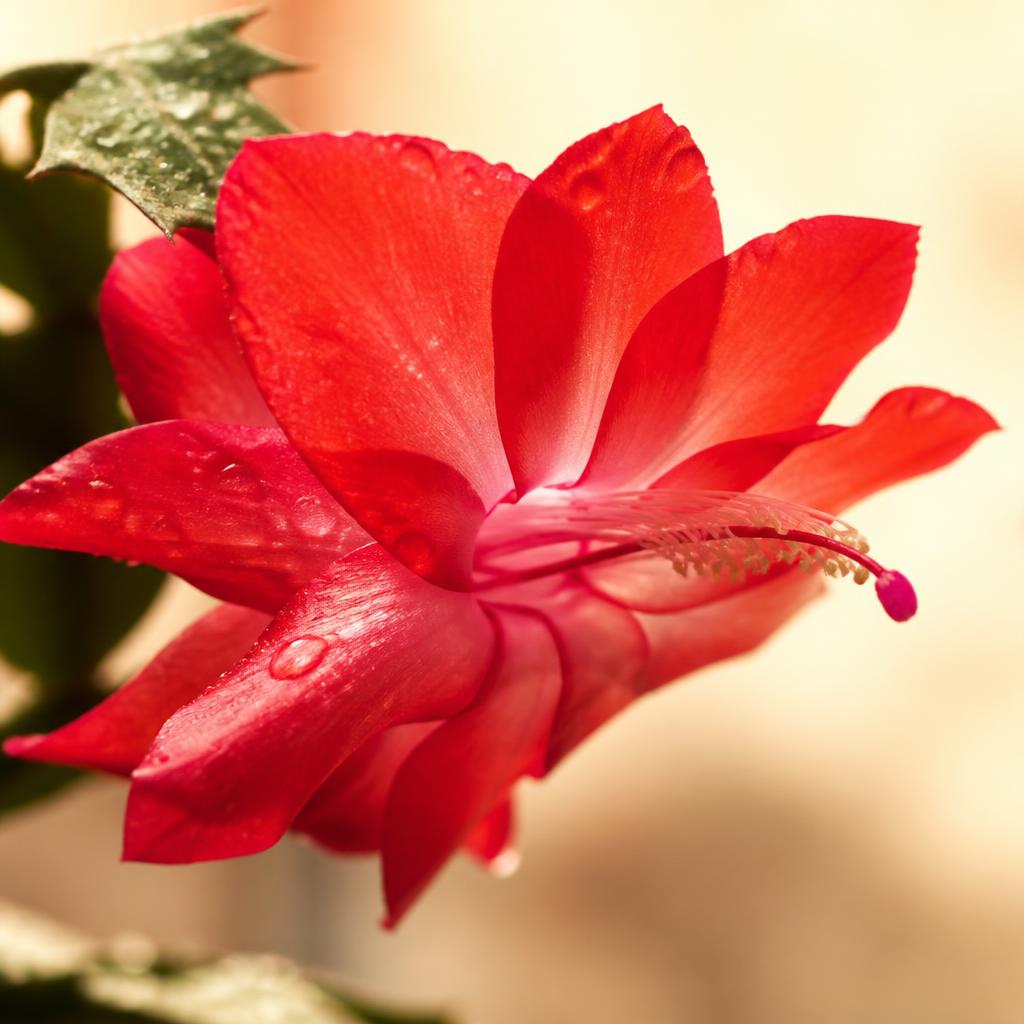 Flor de maio vermelha desabrochando